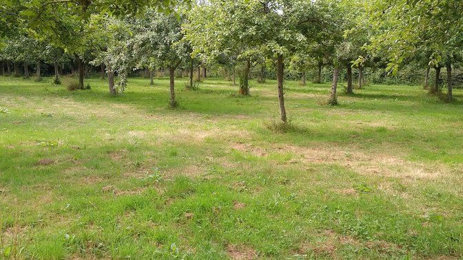 The National Trust for Jersey - The Elms