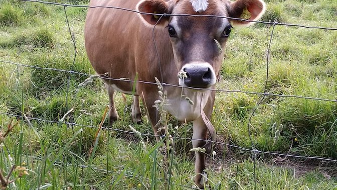 The National Trust for Jersey - The Elms