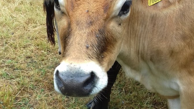 The National Trust for Jersey - The Elms