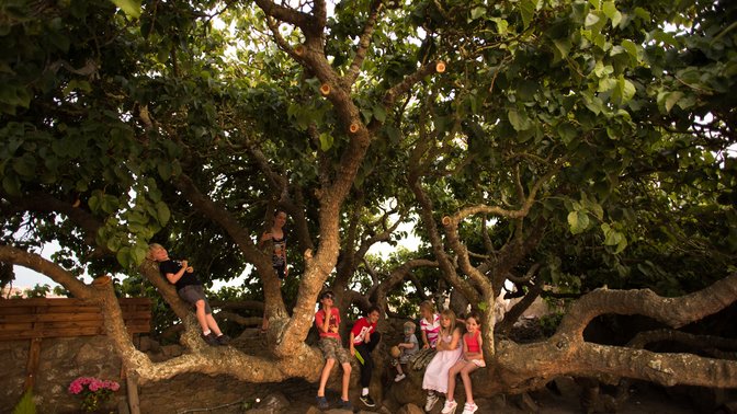 White Horse Beach Bar & Eatery