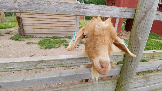 aMaizin! Adventure Park