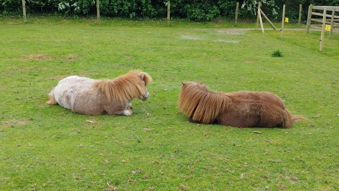 aMaizin! Adventure Park