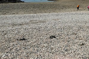 Jersey's 30 Bays Summer Challenge 2026: The Ultimate Sea Swimming Guide