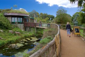 Twilight Trails and Aye-Ayes: Summer Evenings at Jersey Zoo