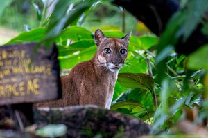 Into the Garden of Eden: Exploration in Costa Rica