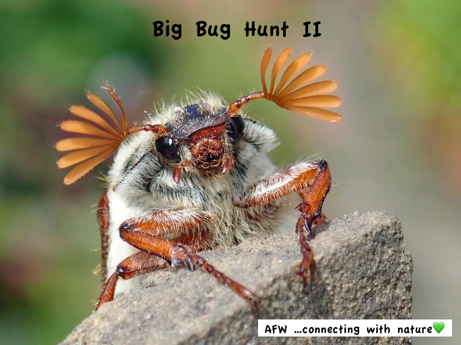 Big Bug Hunt  - connecting with nature