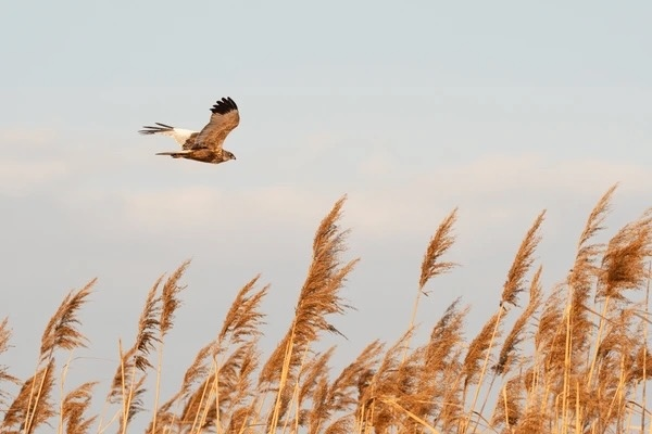 Wildlife & Wellness Walk - St Ouen at Sunset