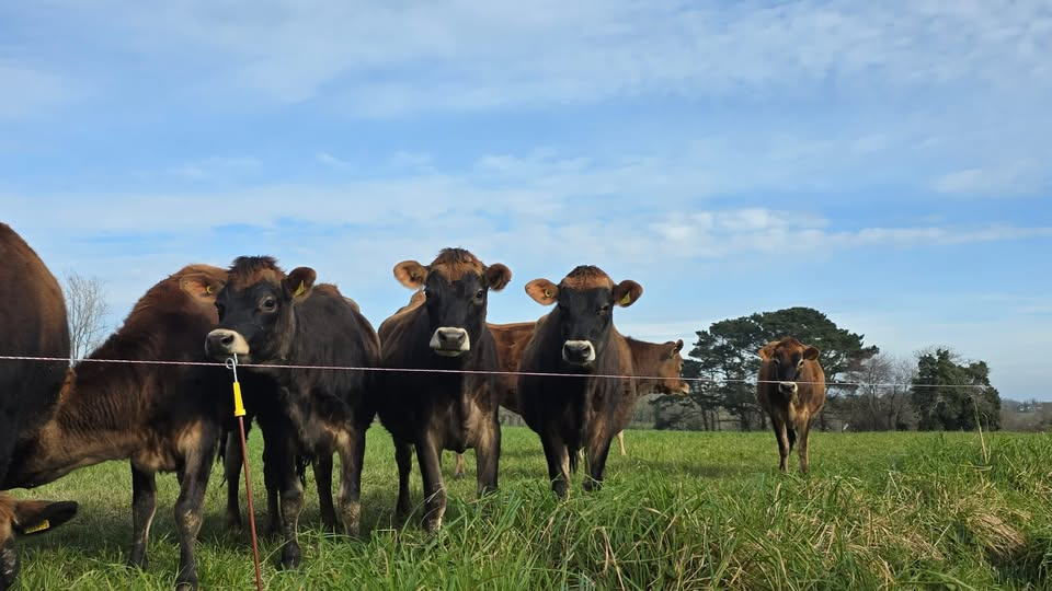 St Martin vs Grouville