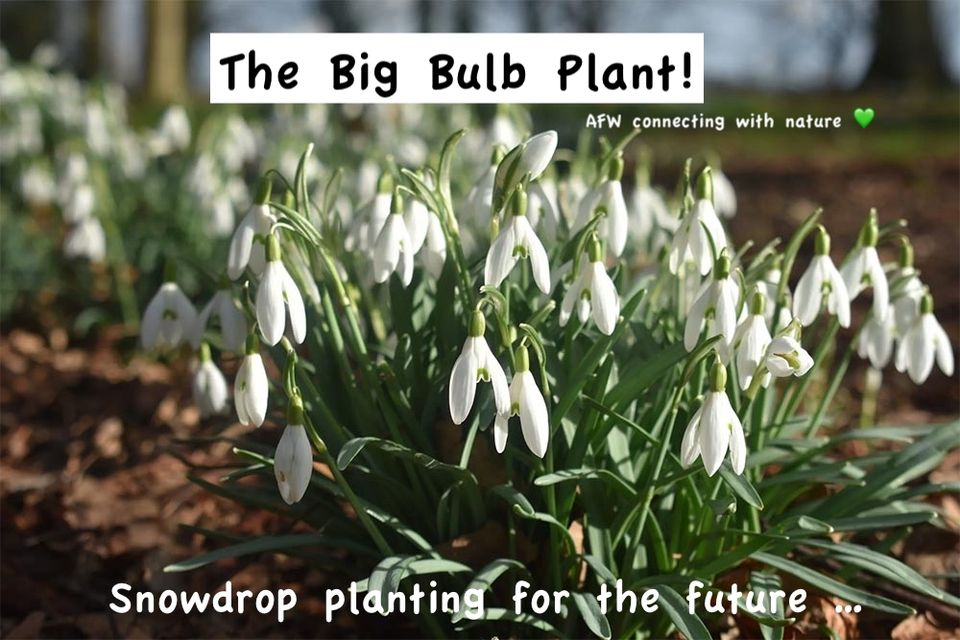 Snowdrops for the Future - a big bulb planting event
