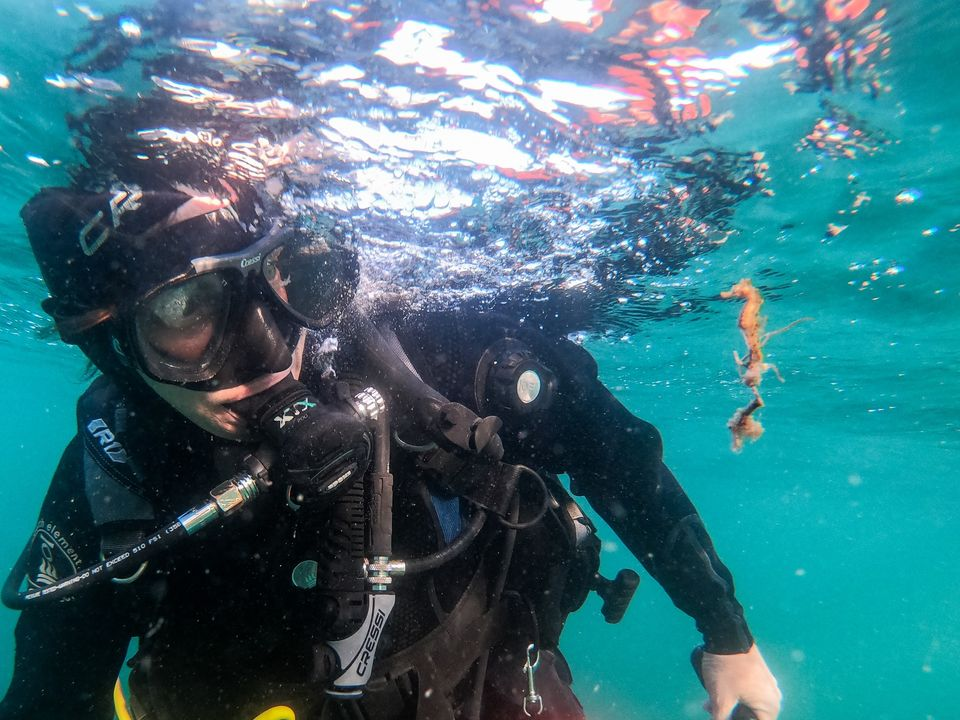 Try scuba in the sea