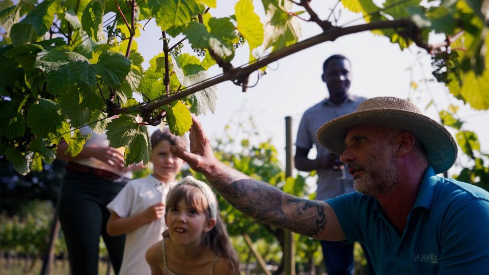 Vineyard, Winery and Distillery Tour and Tasting Experience