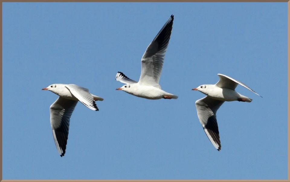 Beginners Gulls & other Seabirds by SJ Ornithology Section