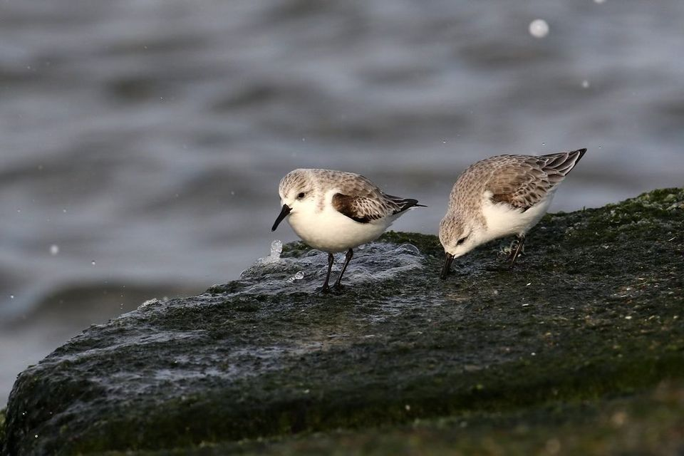 Wonderful Waders and Wildflowers - La Rocque