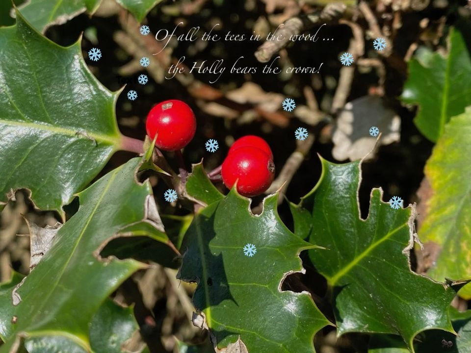 A Winter Wander at Le Petit Pre.   (for Action for Wildlife)