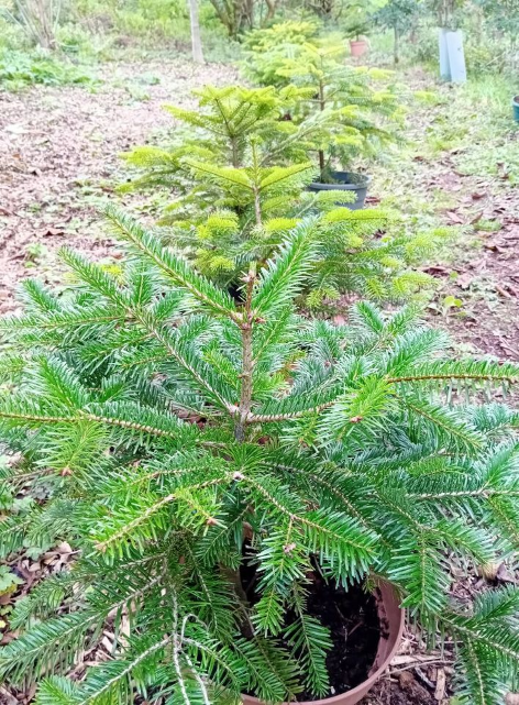 Mencap Christmas Tree sale at Scoop.