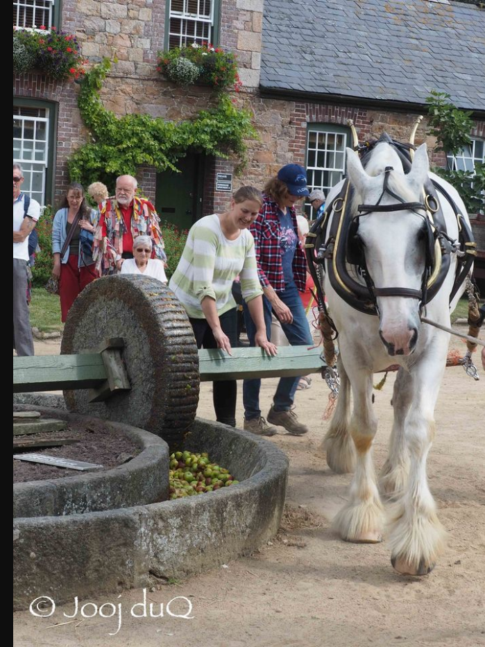 Annual Cider Apple Pressing