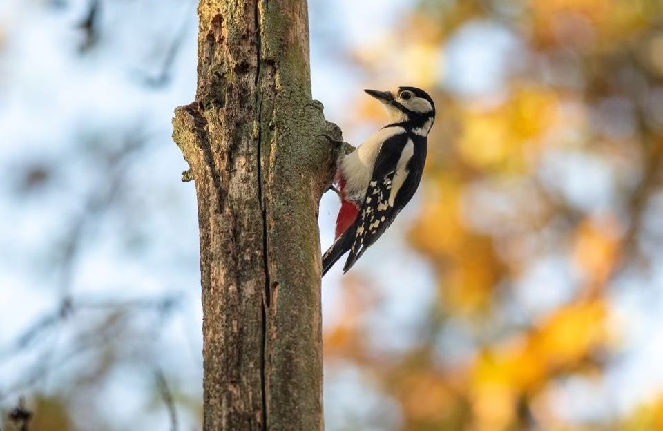 Winter Wildlife in the Woodland - St Peter's Valley