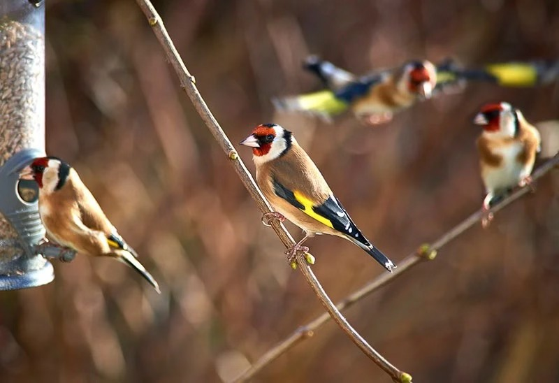 AFWJ Great Garden Bird Watch (Day 2)