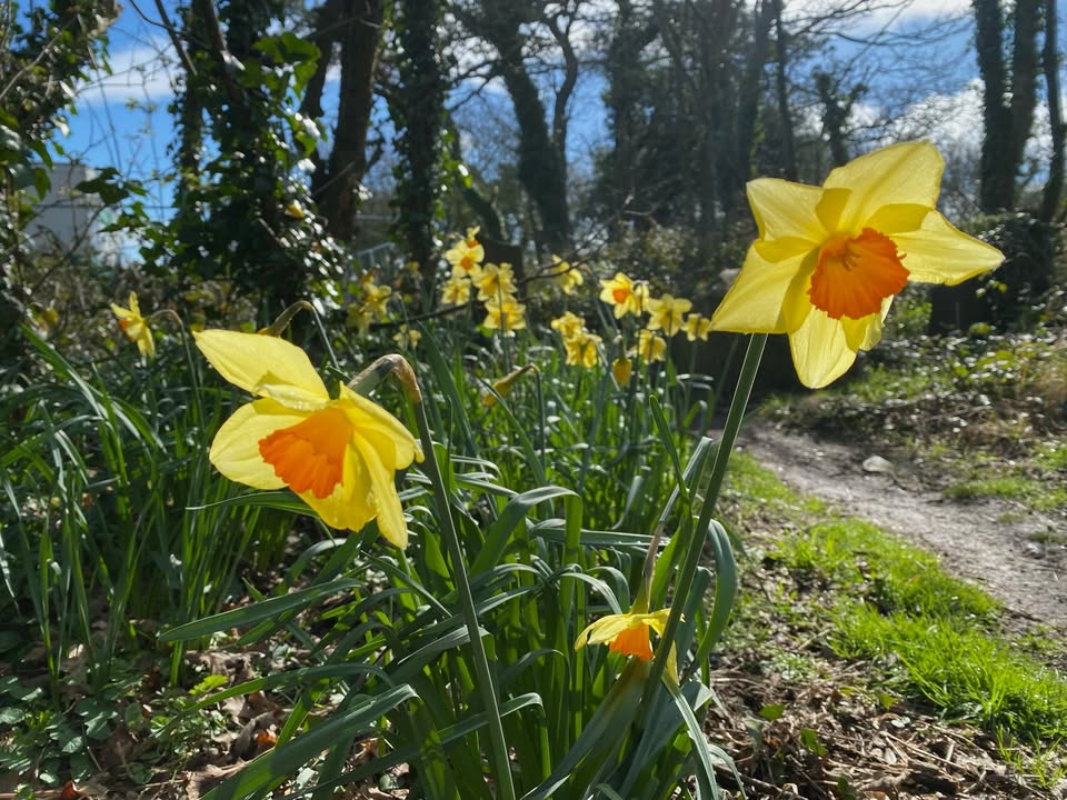 Wildlife & Wellness Walk - St David's Day at Jardin D'Olivet
