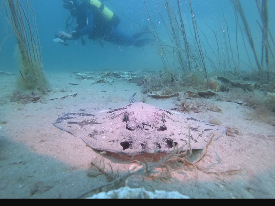 open water course ( Learn to scuba dive)