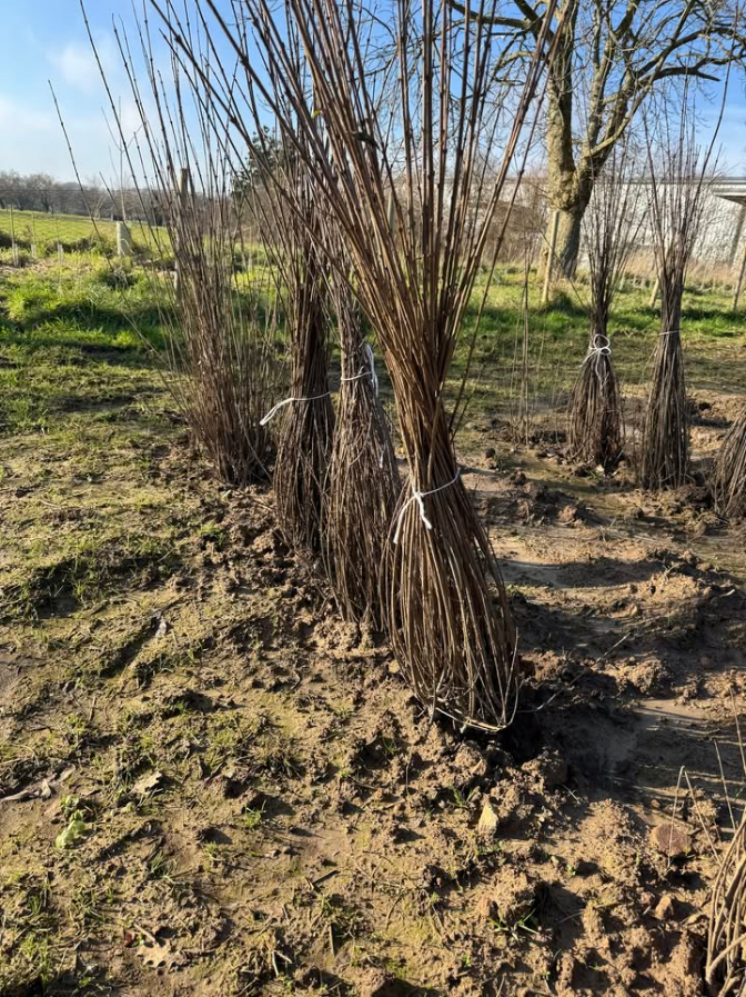 Tree planting, Rue des Pres SSI, Grouville