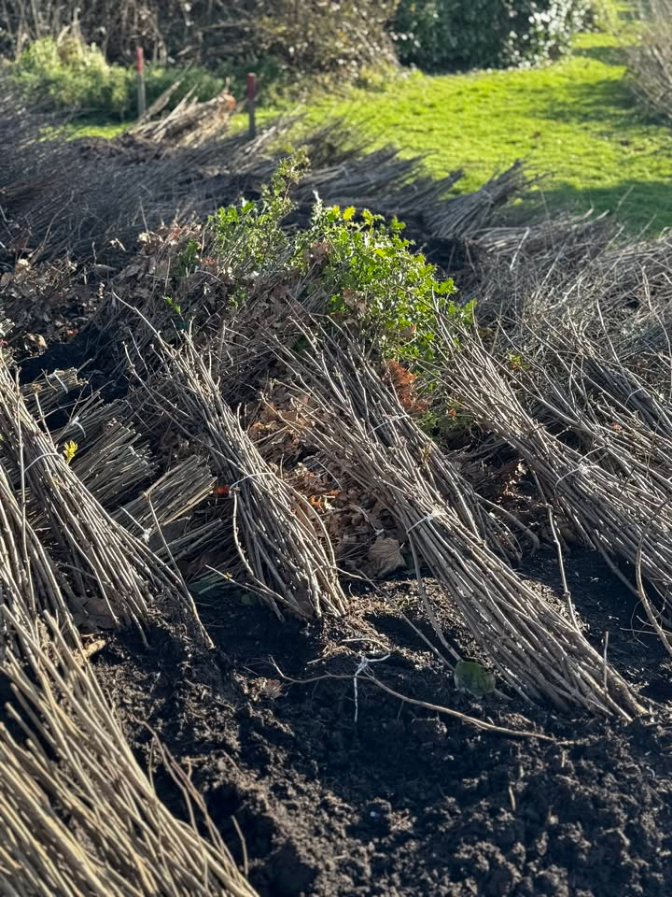 Hedge planting on Route du Nord, St John