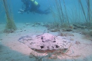 open water course ( Learn to scuba dive)