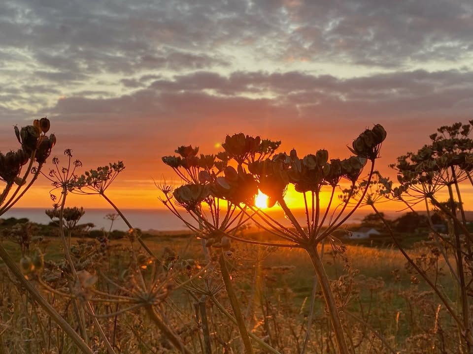 Wildlife & Wellness Walk - Strolling into British Summer Time