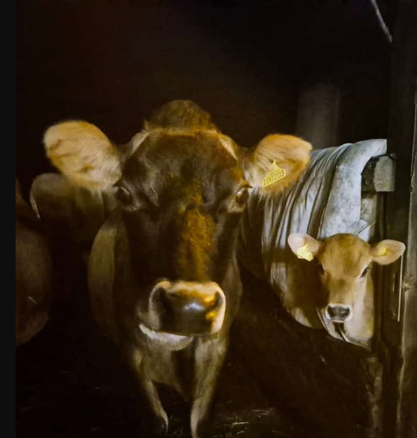 rope holders and human barriers please