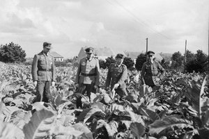 Tobacco during the German Occupation