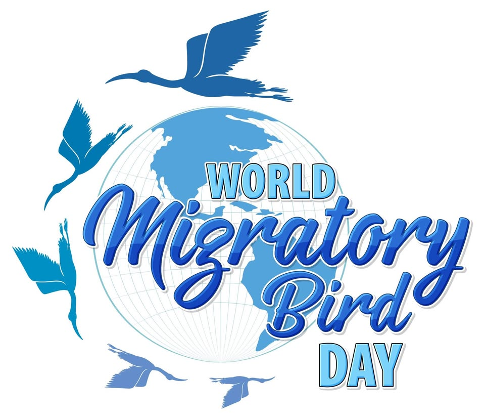 "World Migratory Bird Day" birdwatching at Noirmont