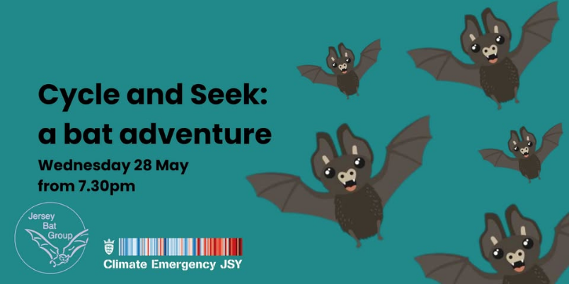 Cycle and seek: a bat adventure