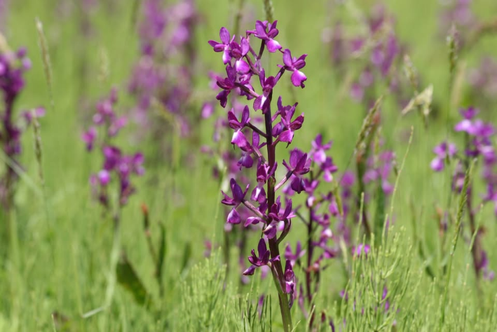 The Wonderful Wildlife at Le Don Obbard