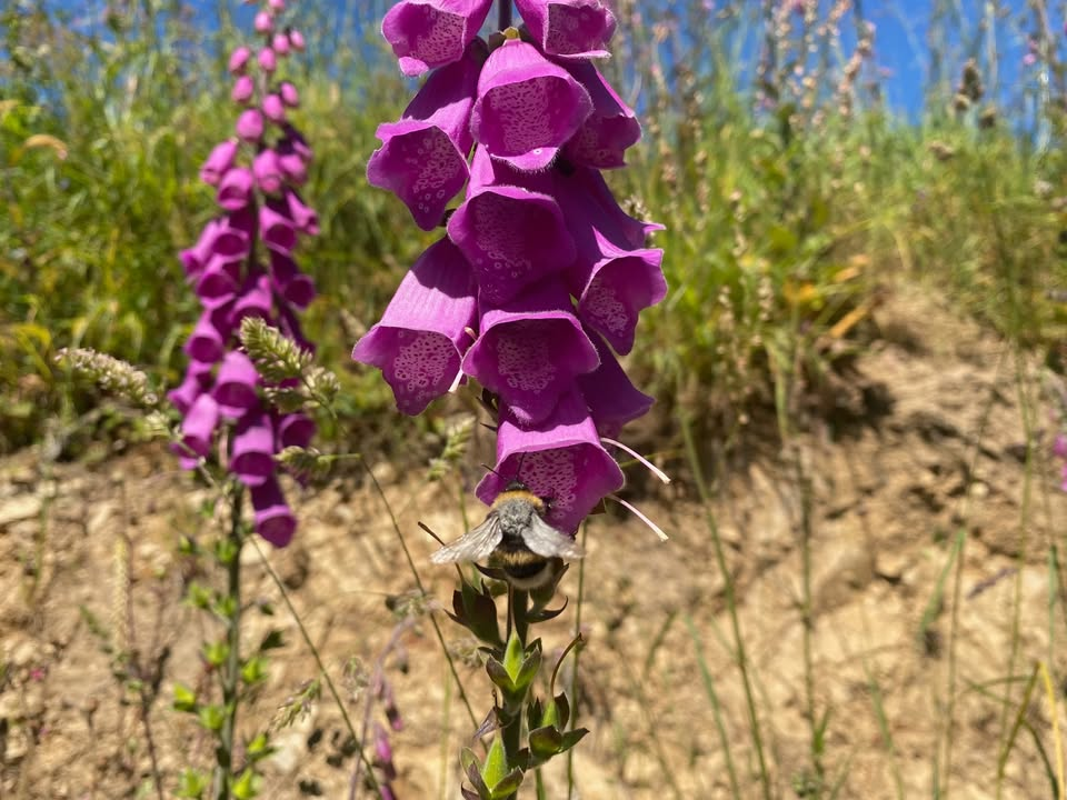 Wildlife & Wellness Walk - Rural St Martin