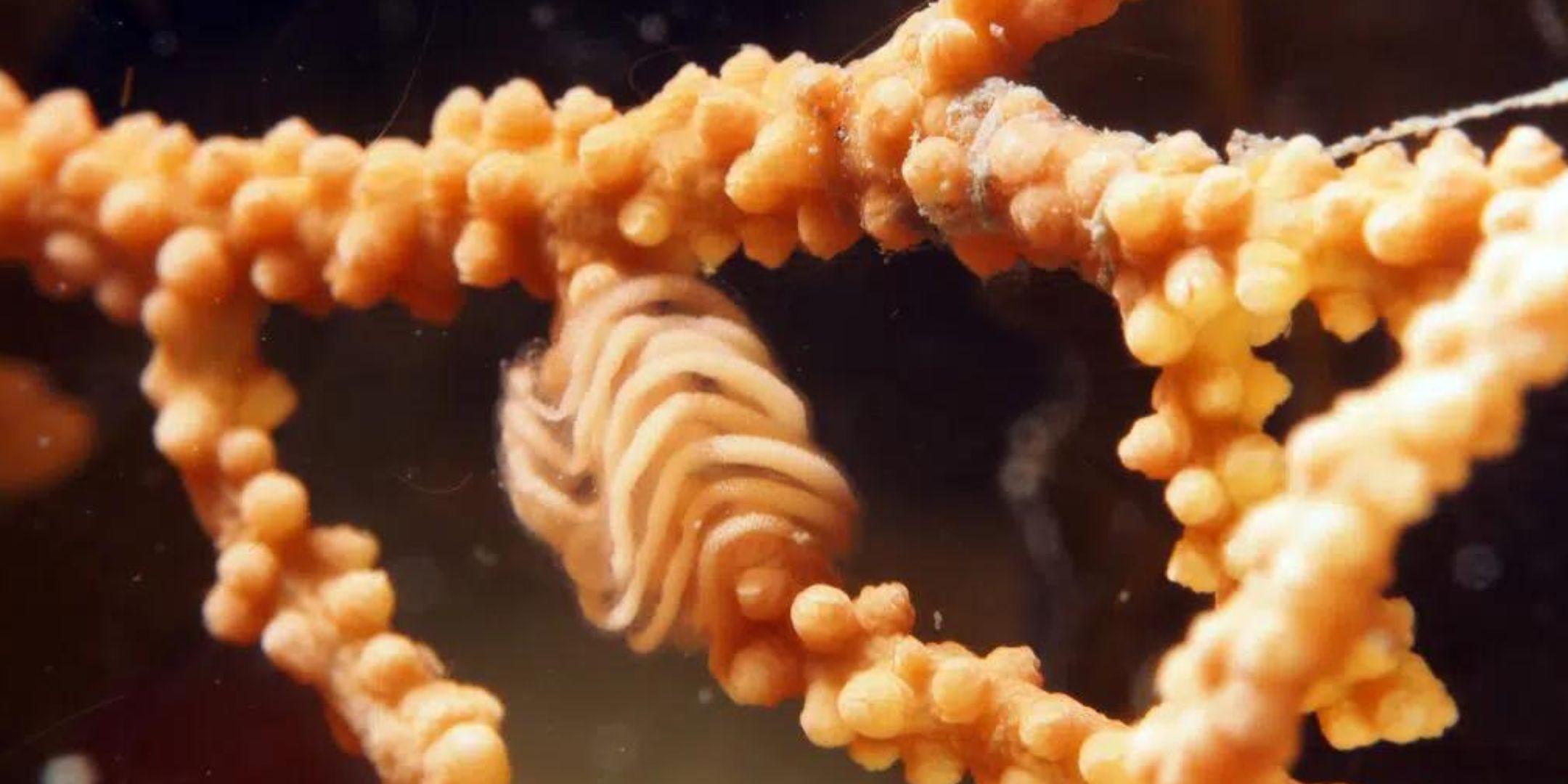 Marine Biology Section Meeting