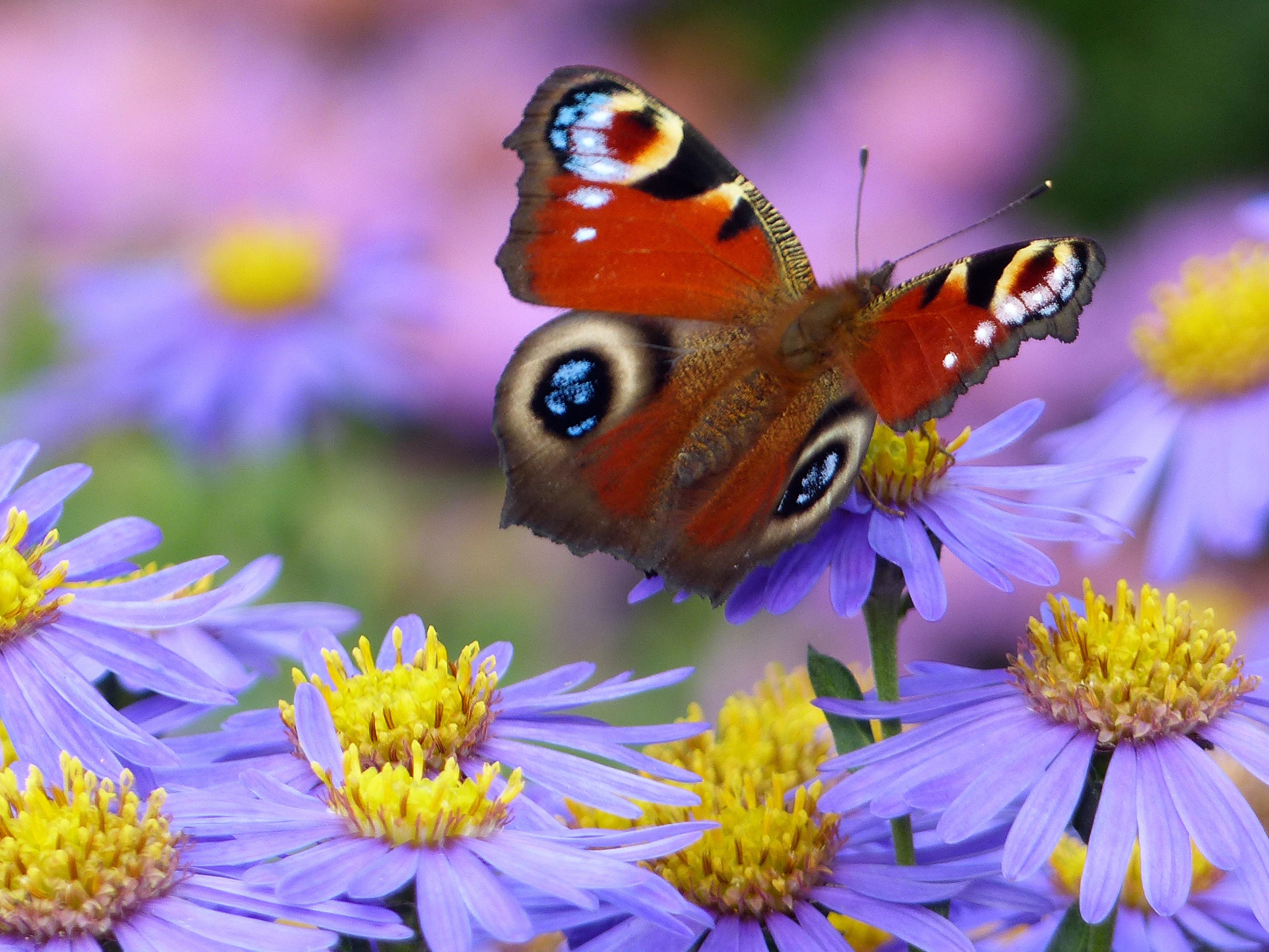 Jersey Gardening Club - Late Summer Colour