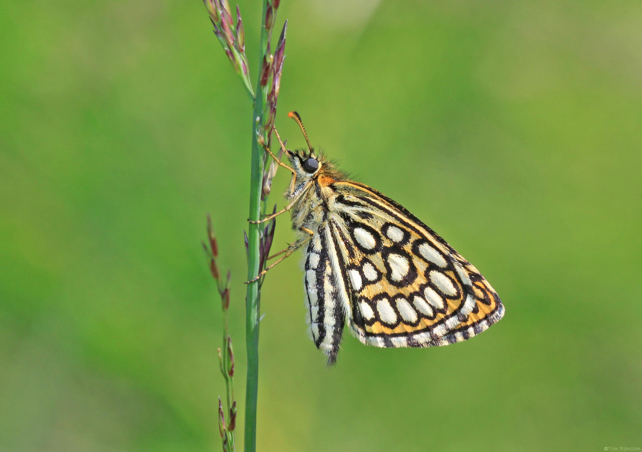 Entomology Section Meeting