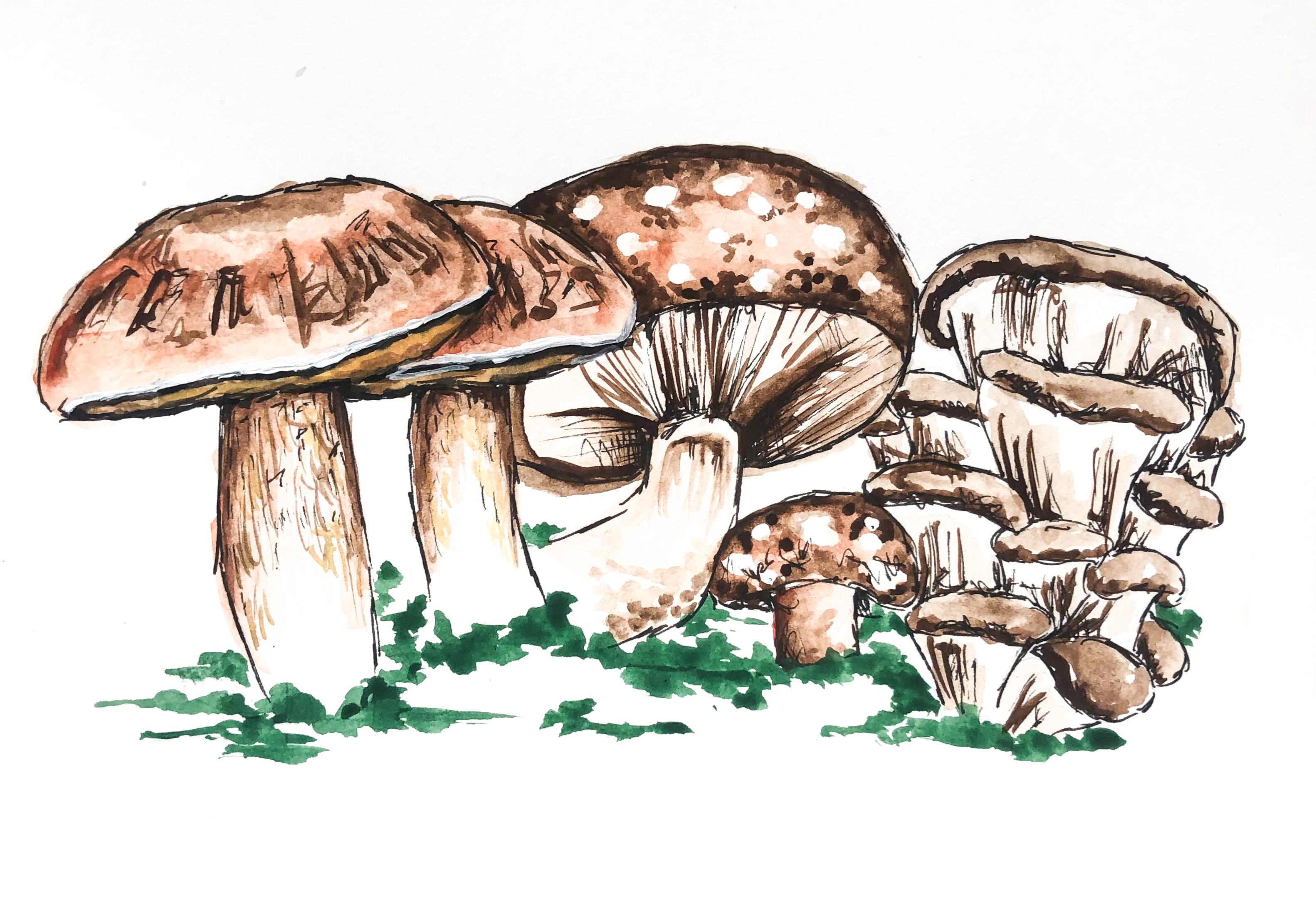 Regenerative Mushroom Production
