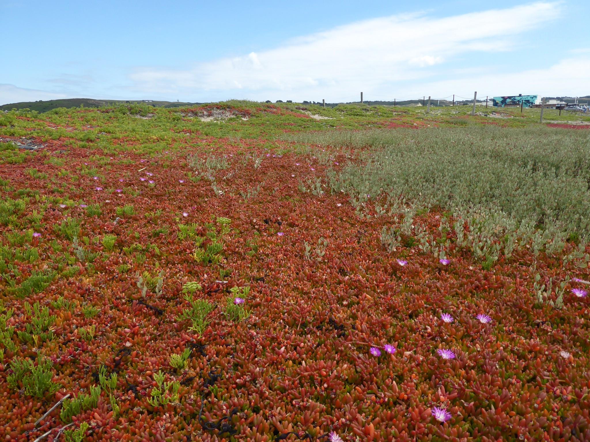 Invasive Species Week - Purple Dew Plant Removal at Le Port