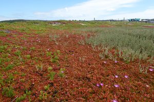 Invasive Species Week - Purple Dew Plant Removal at Le Port