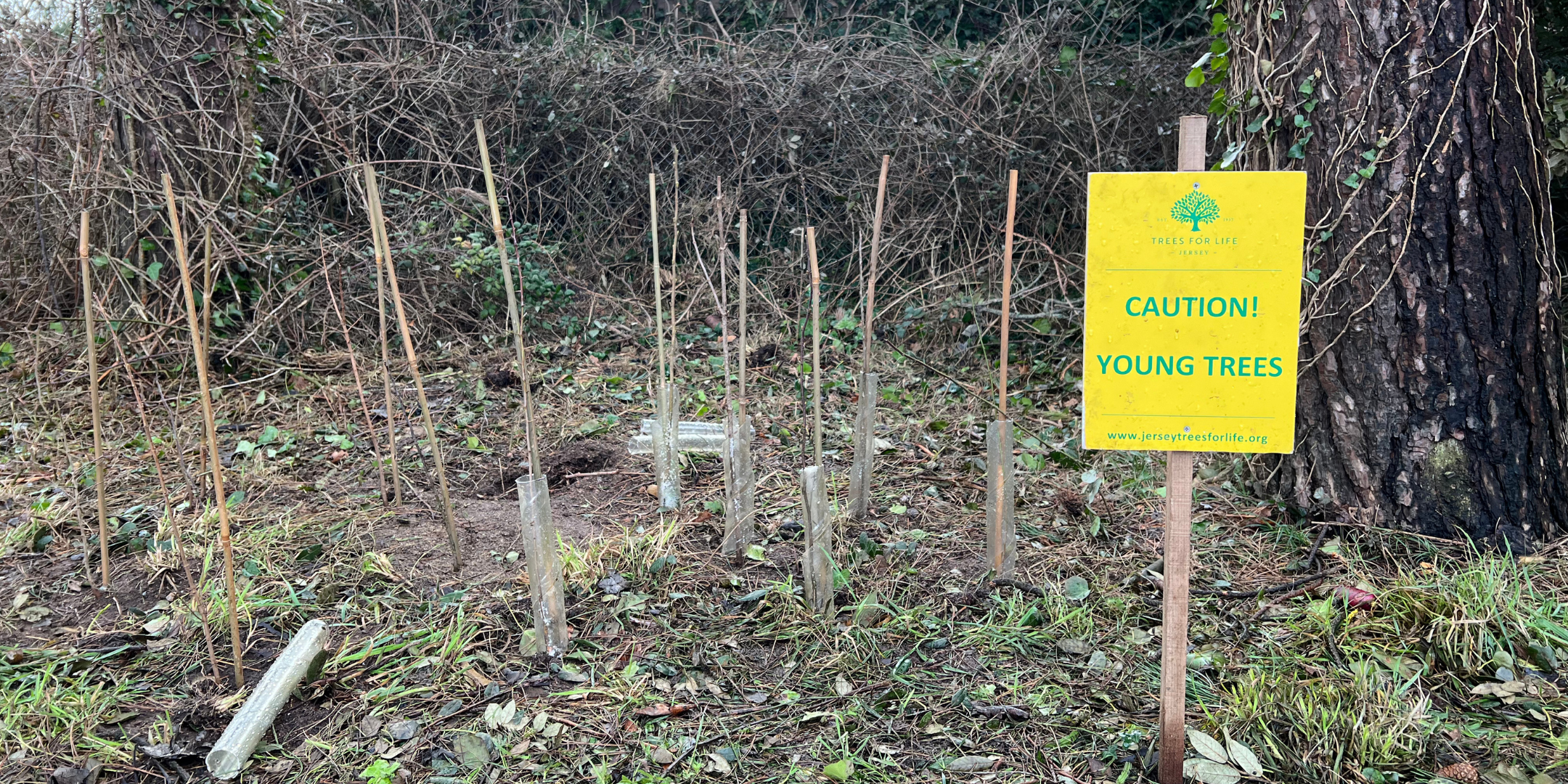 Sunday Saplings: Planting with Jersey Trees for Life