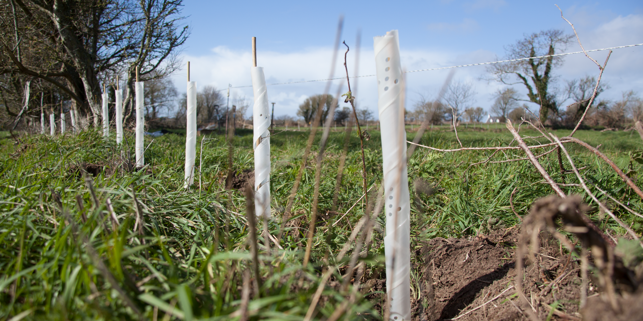 Half-Term Hedgerow: Planting with Jersey Trees for Life