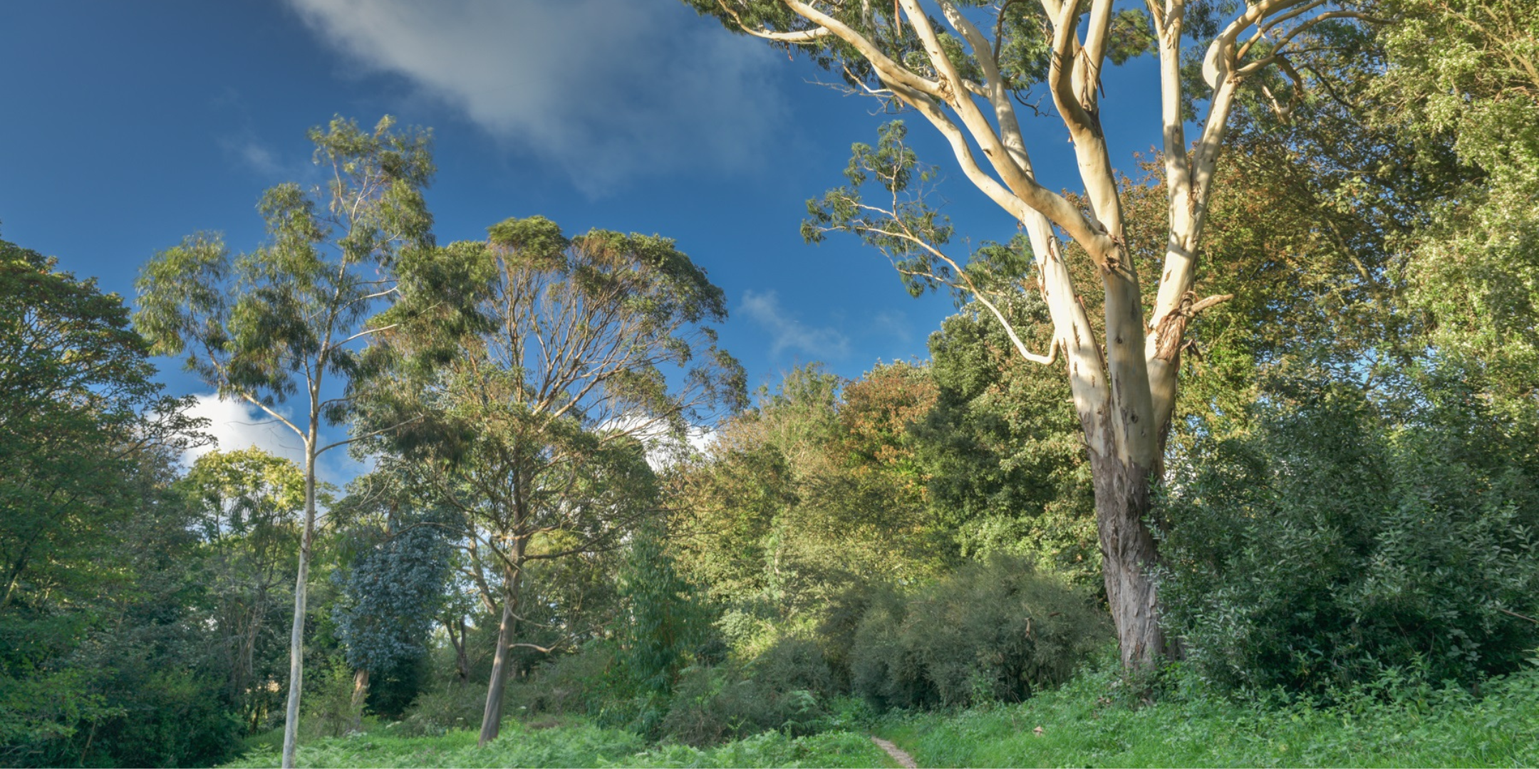 Vol @ Val 2025: Volunteering at Val de la Mare with Jersey Trees for Life