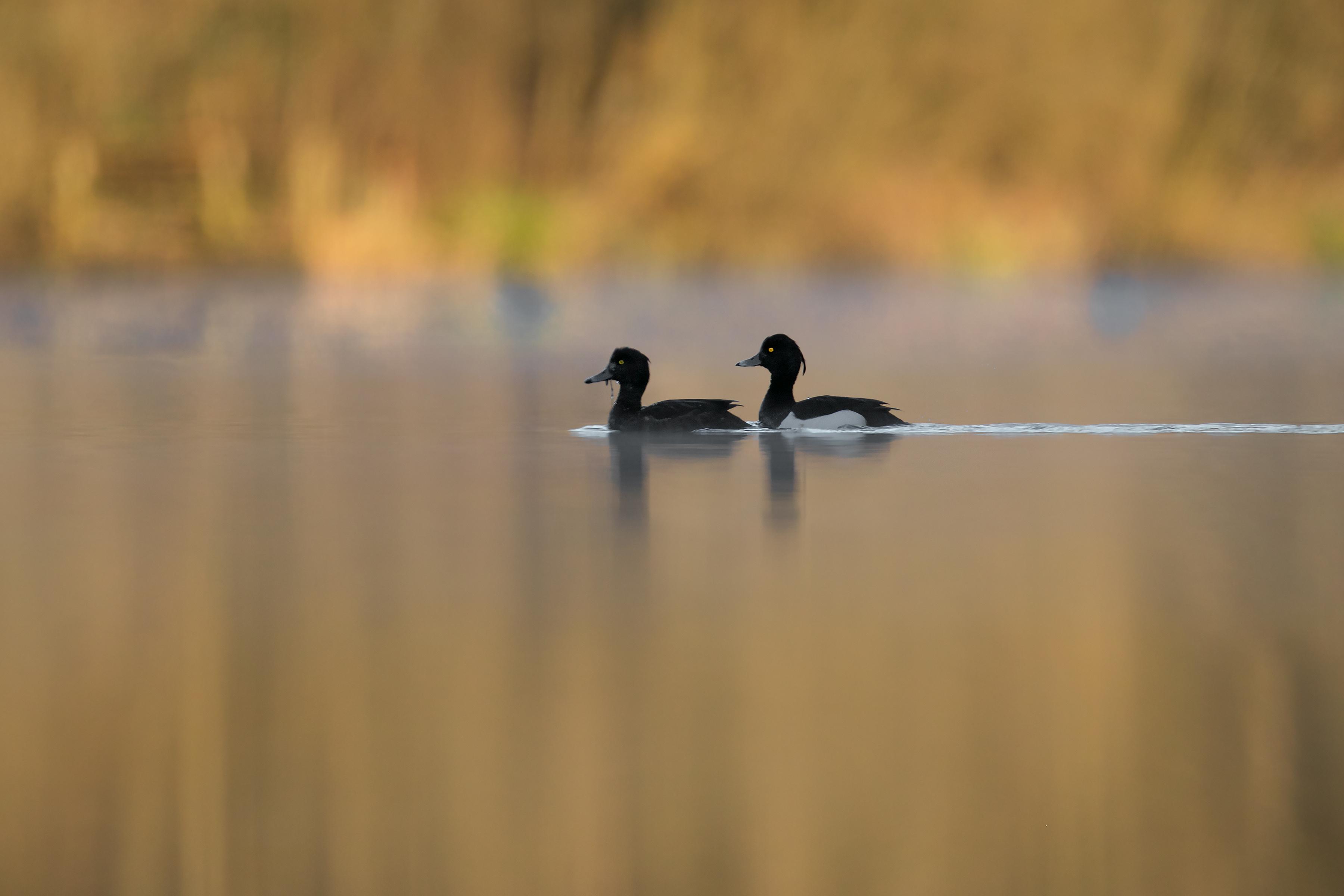 Short & Slow Birding Stroll - Nature Discovery Centre, Wednesday 11 June