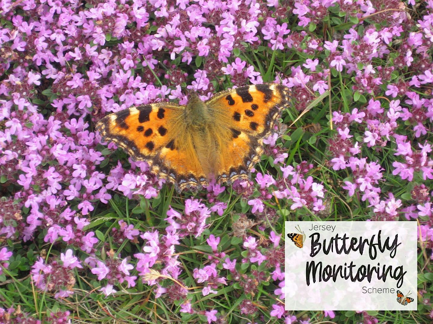 Jersey Butterfly Monitoring Scheme 2025