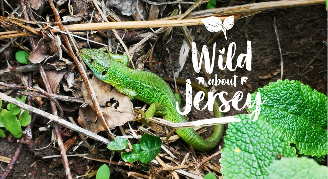 Reptilewatch JE Monitoring Scheme 2025