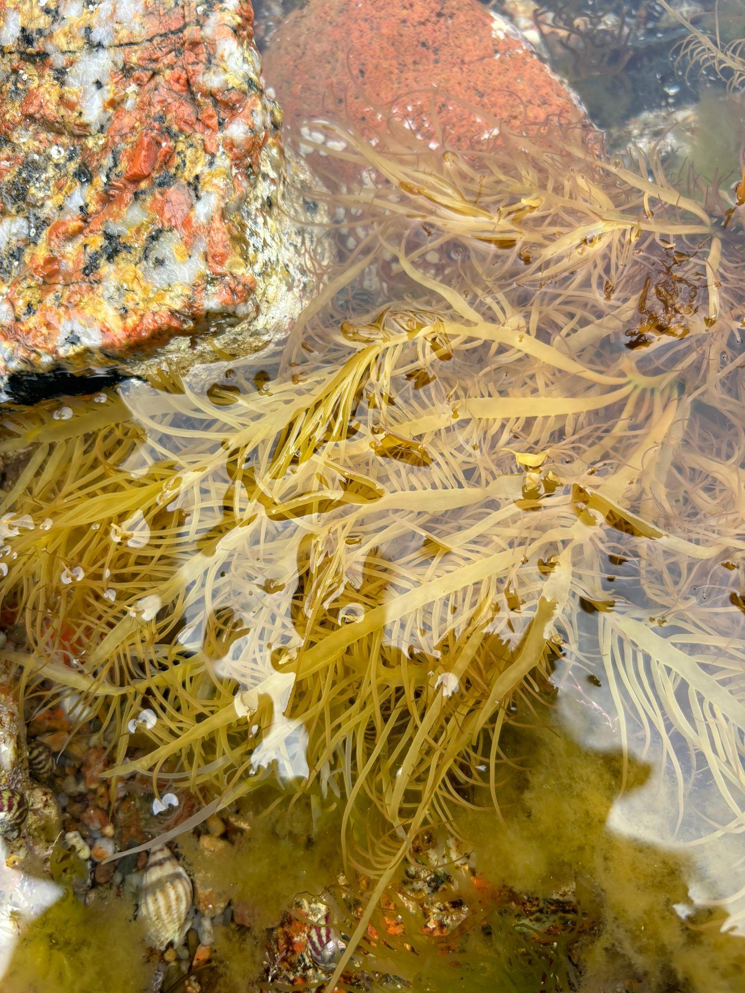 Société Jersiaise Spring Lunchtime Talk Series 2025!