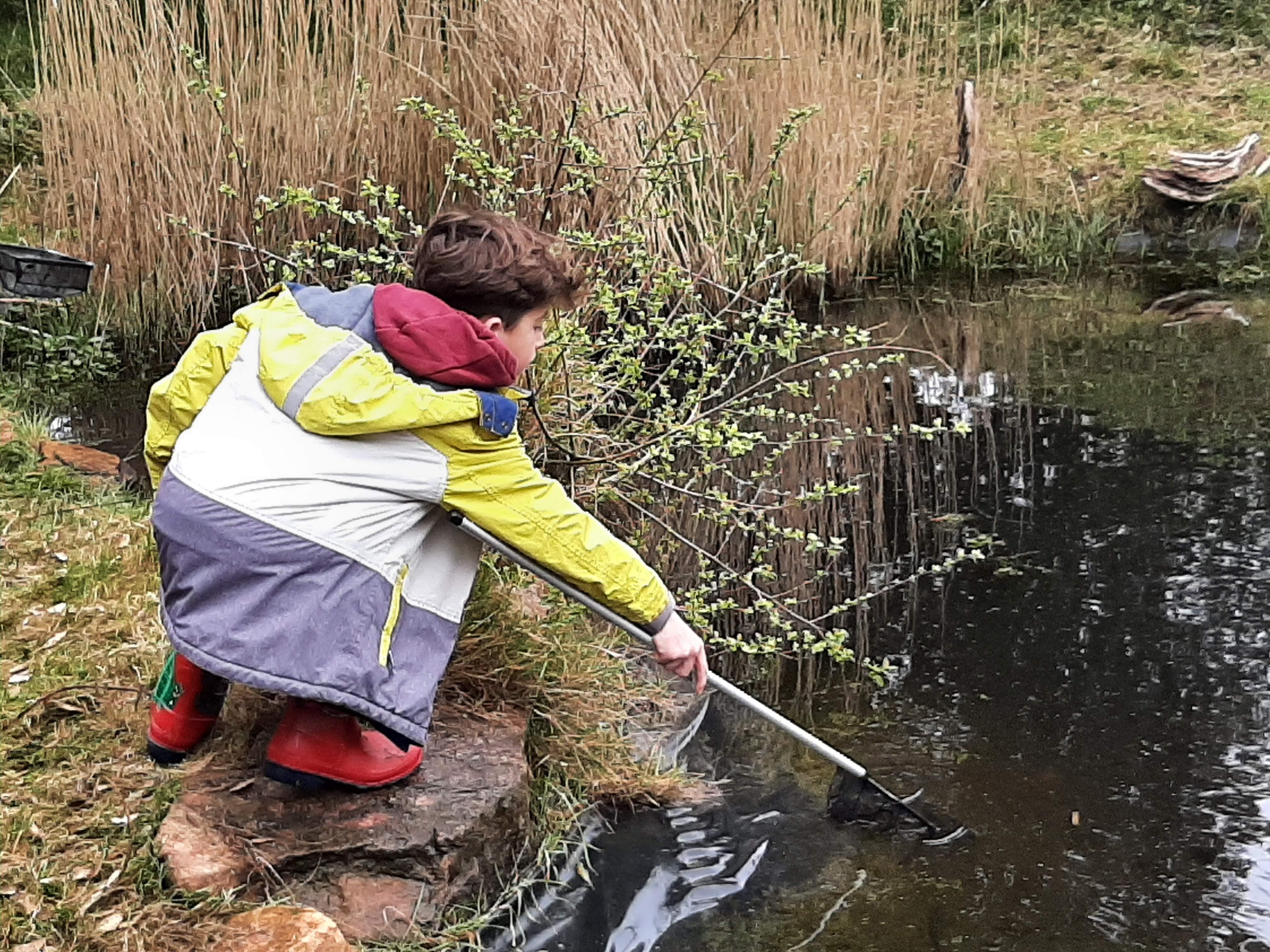 Newts & Nymphs - Pond-dipping