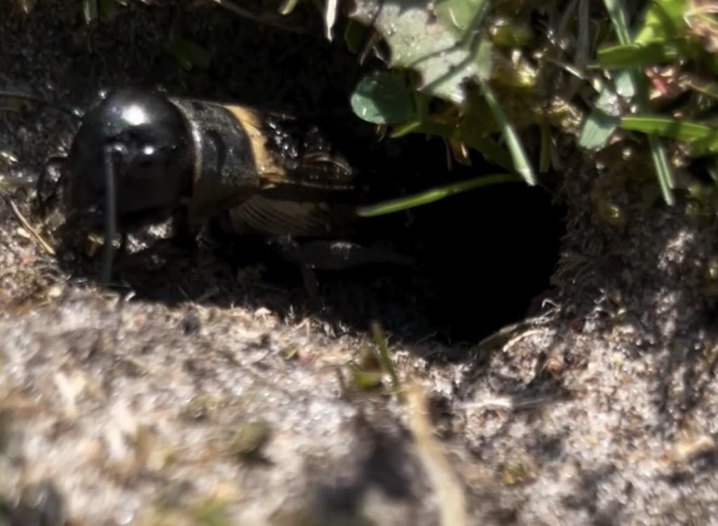 Cricket habitat restoration