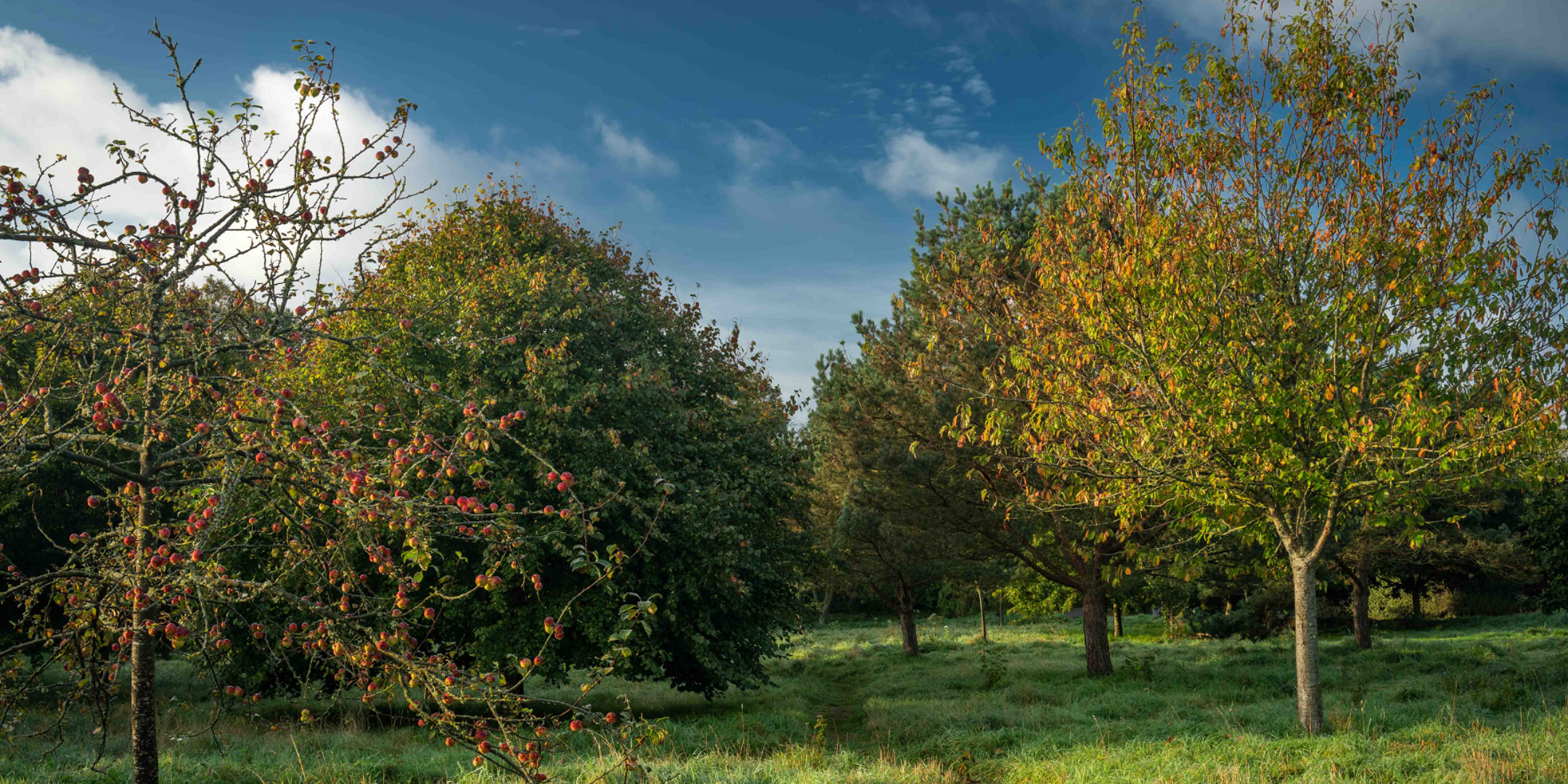 April Adelina - Volunteering with Jersey Trees for Life